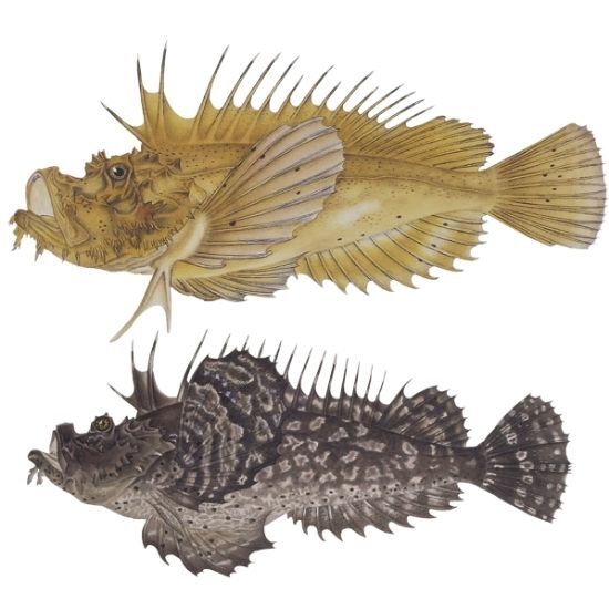 魚と水遊びのコレクション 魚と水遊びのコレクション