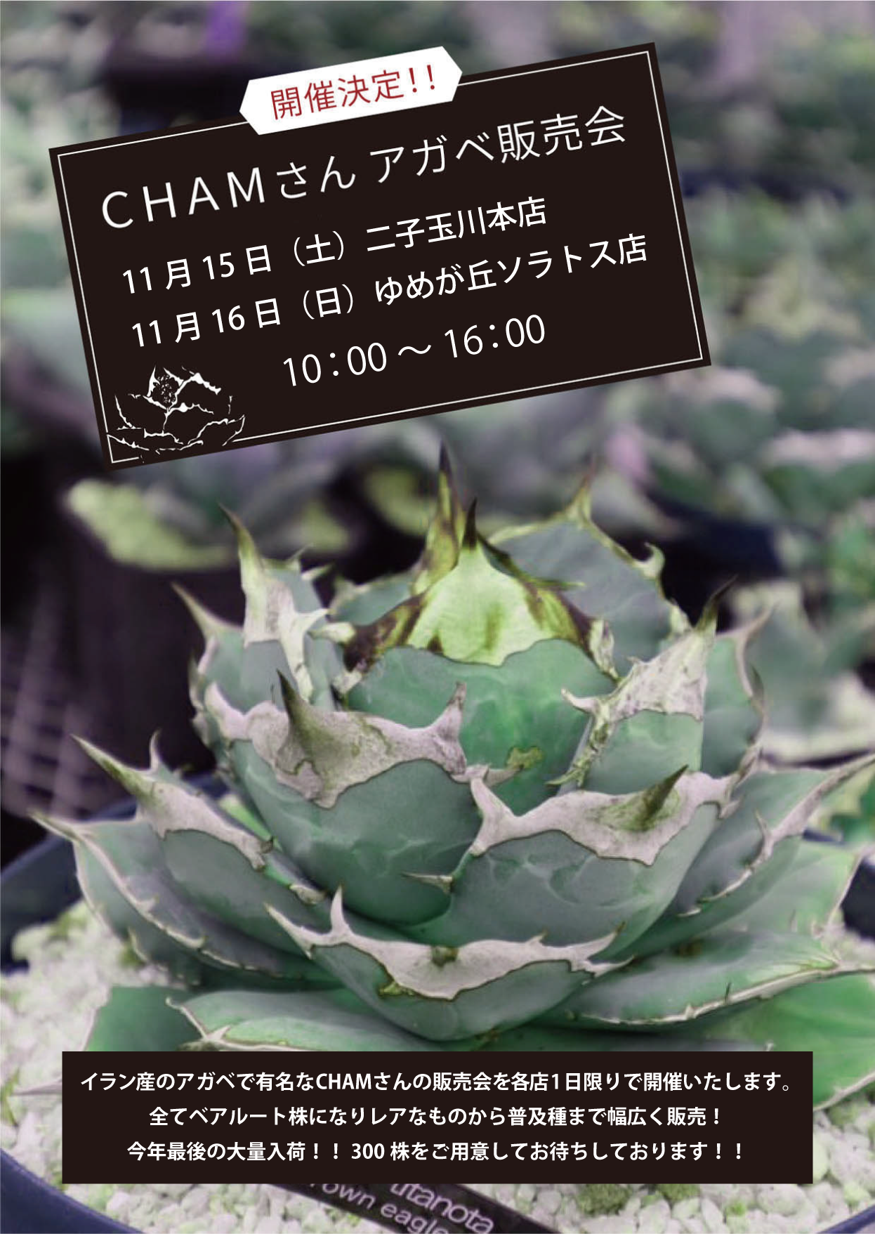 【ゆめが丘ソラトス店】11月のイベント情報#2