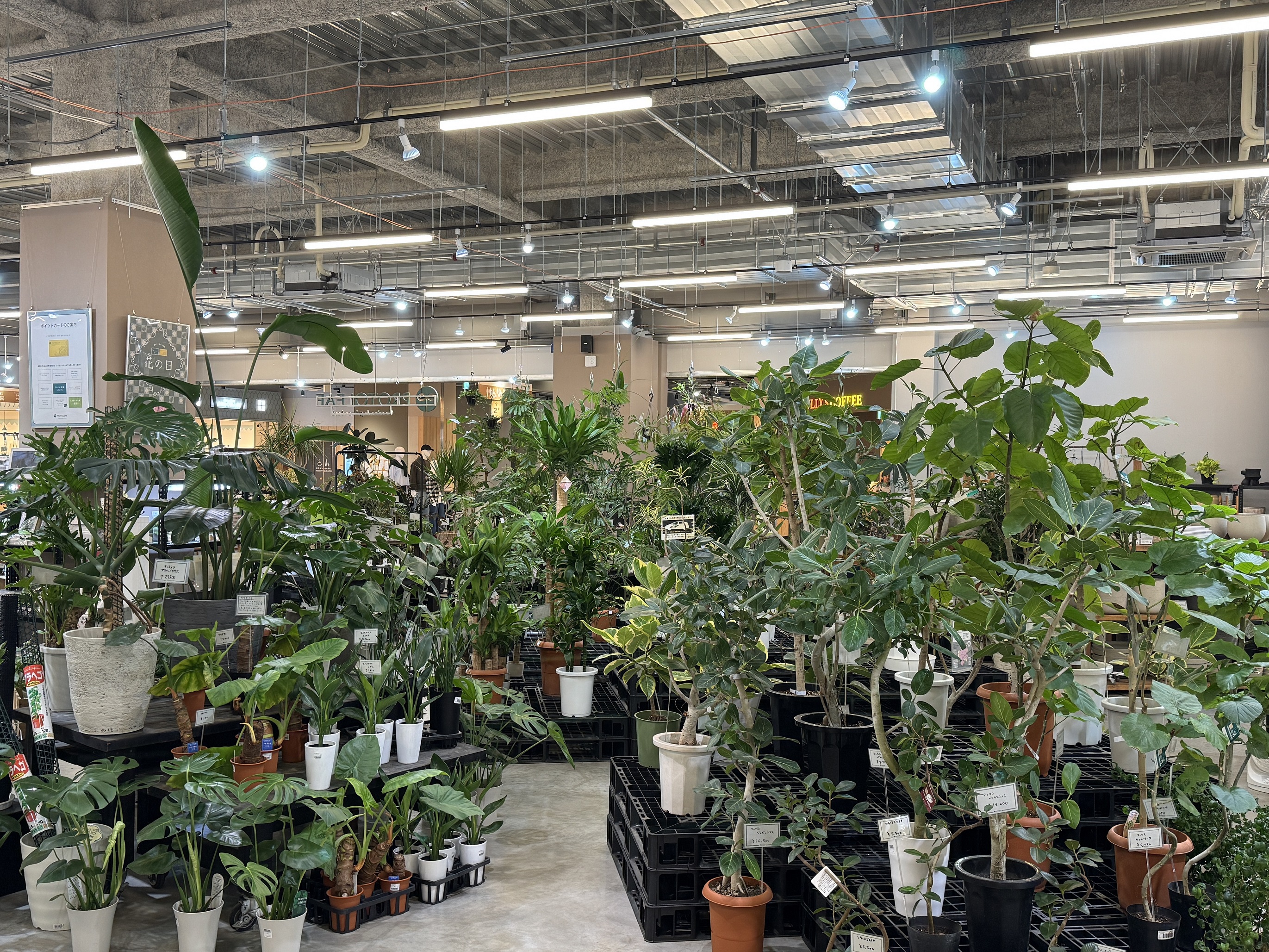 植物育成ライトのススメ