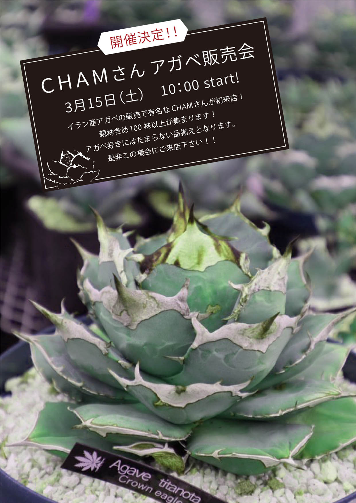 【二子玉川本店】３月のイベント情報#2