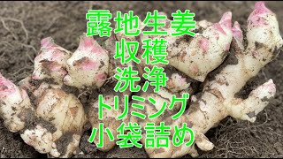 【露地生姜の収穫から小袋まで】