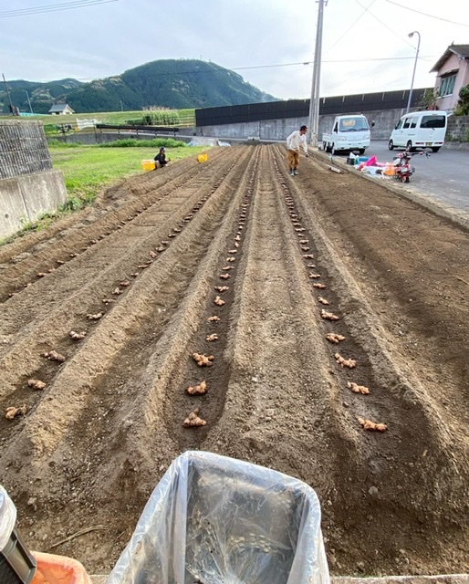 無農薬生姜の植え付け