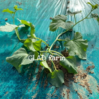 2021🍈メロンの成長記録⑺