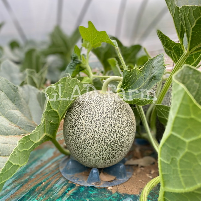 2021🍈メロンの成長記録(13)