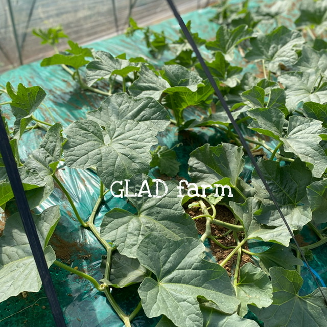 2021🍈メロンの成長記録⑼