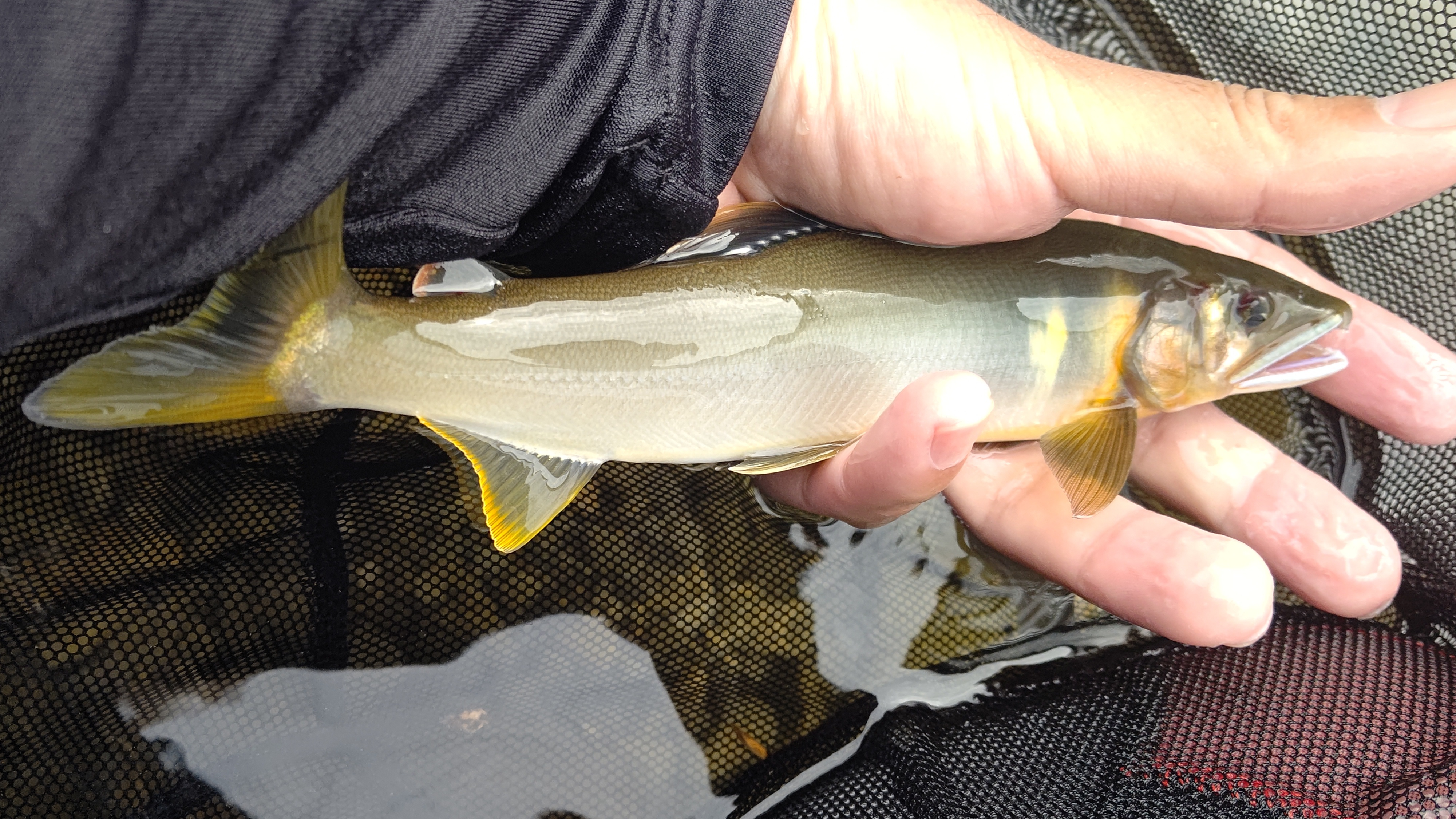 【夏本番】梅雨明けの四万十から大きな鮎が入荷し始めました