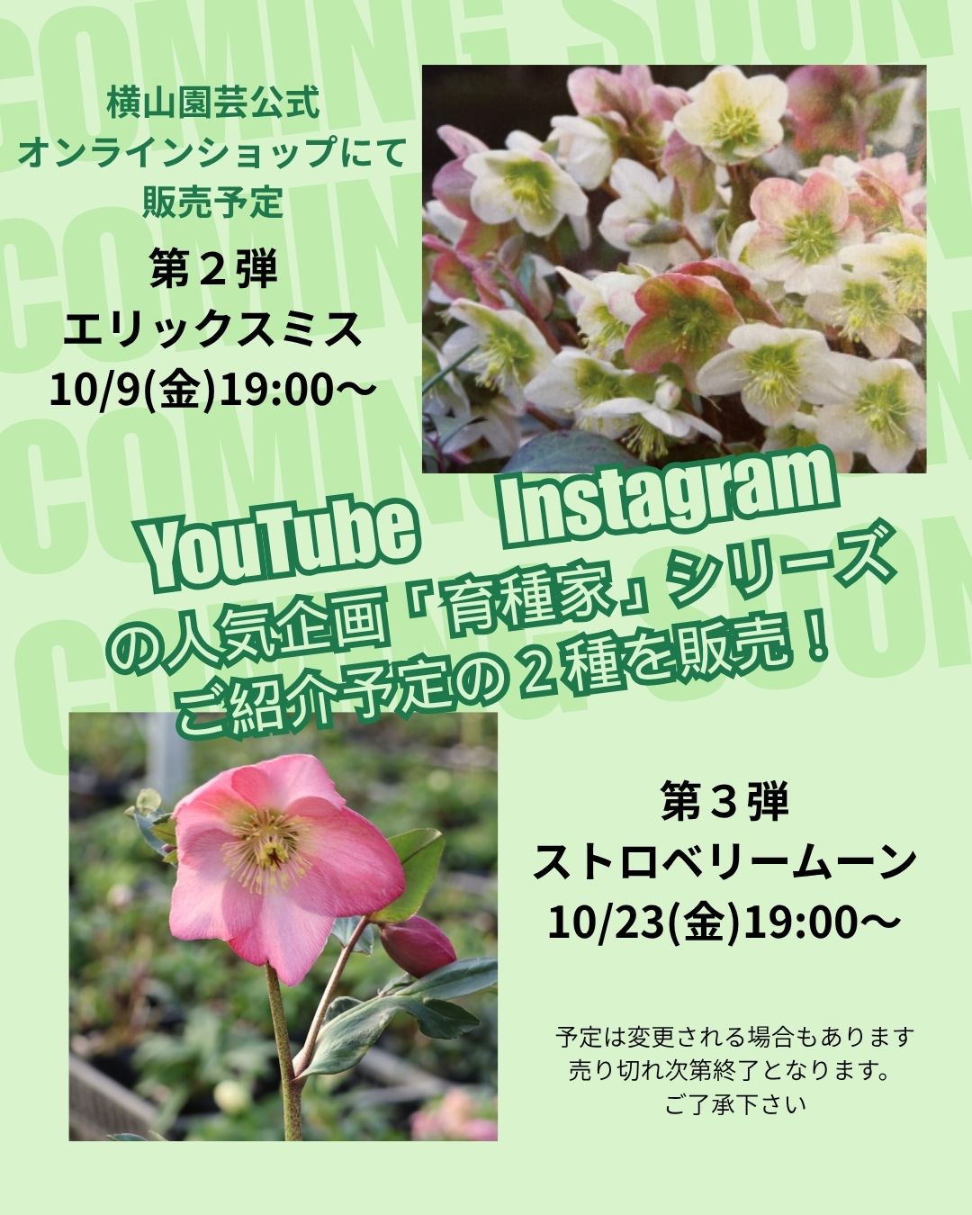 10月の横山園芸公式オンラインショップ クリスマスローズ販売のお知らせ