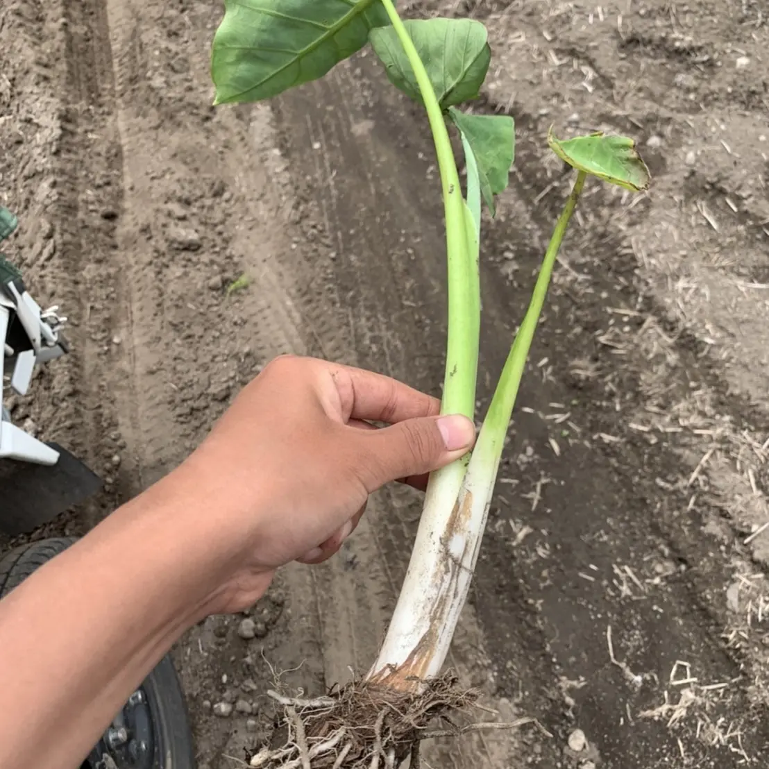里芋の定植と草刈り
