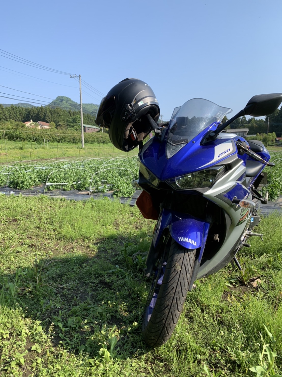 ルッコラの収穫とスナップエンドウの誘引。最後に里芋植え