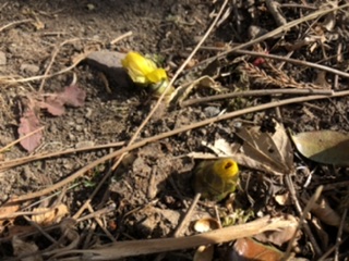 季節の便りを告げる花