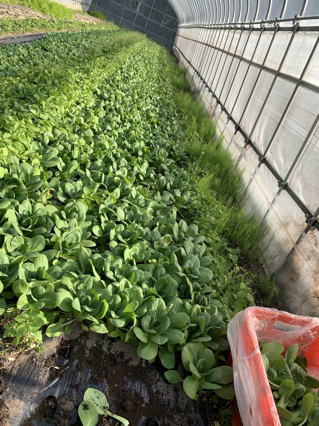 ちんげん菜の収穫