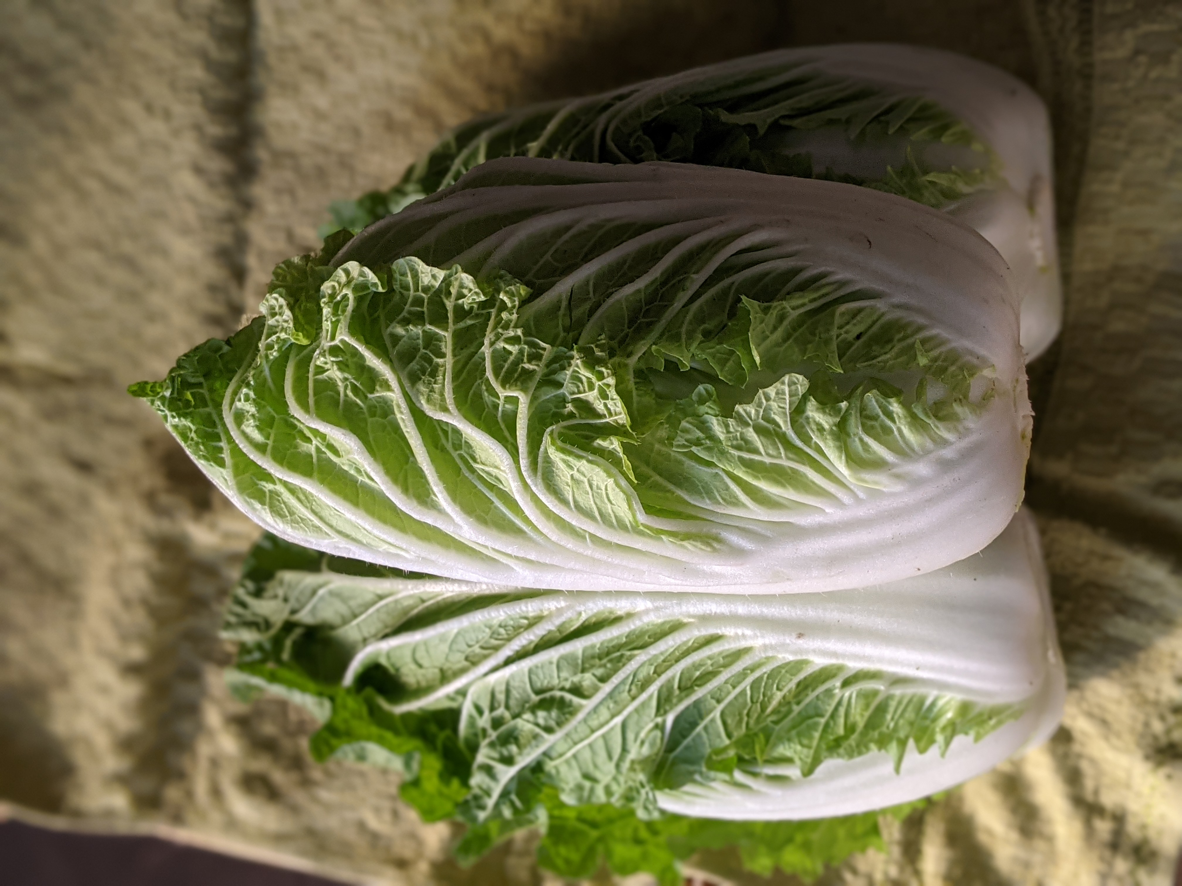 ミニ白菜