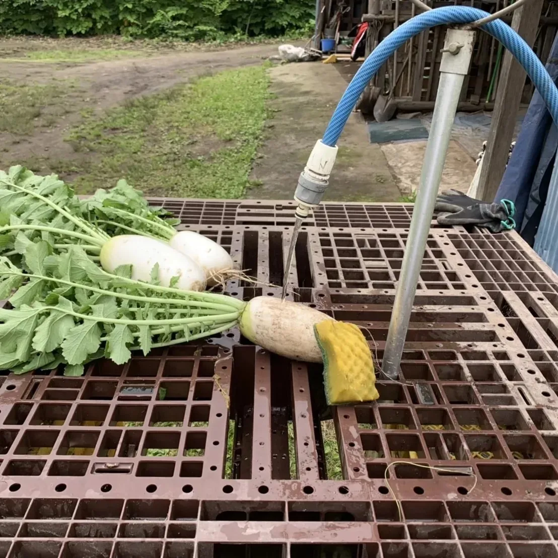 大根の収穫と玉ねぎ掘り