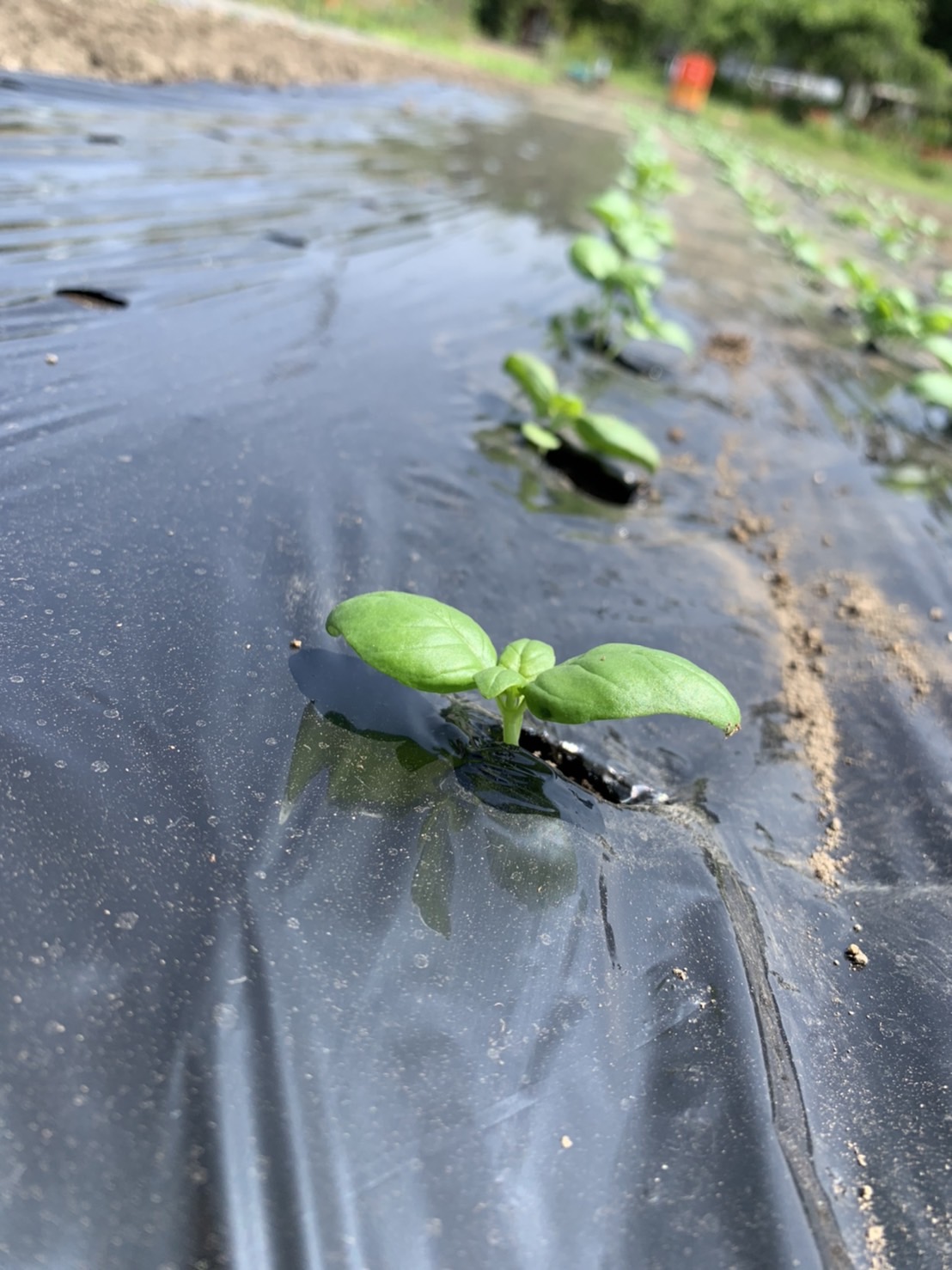 バジルの苗とかぼちゃの苗の定植
