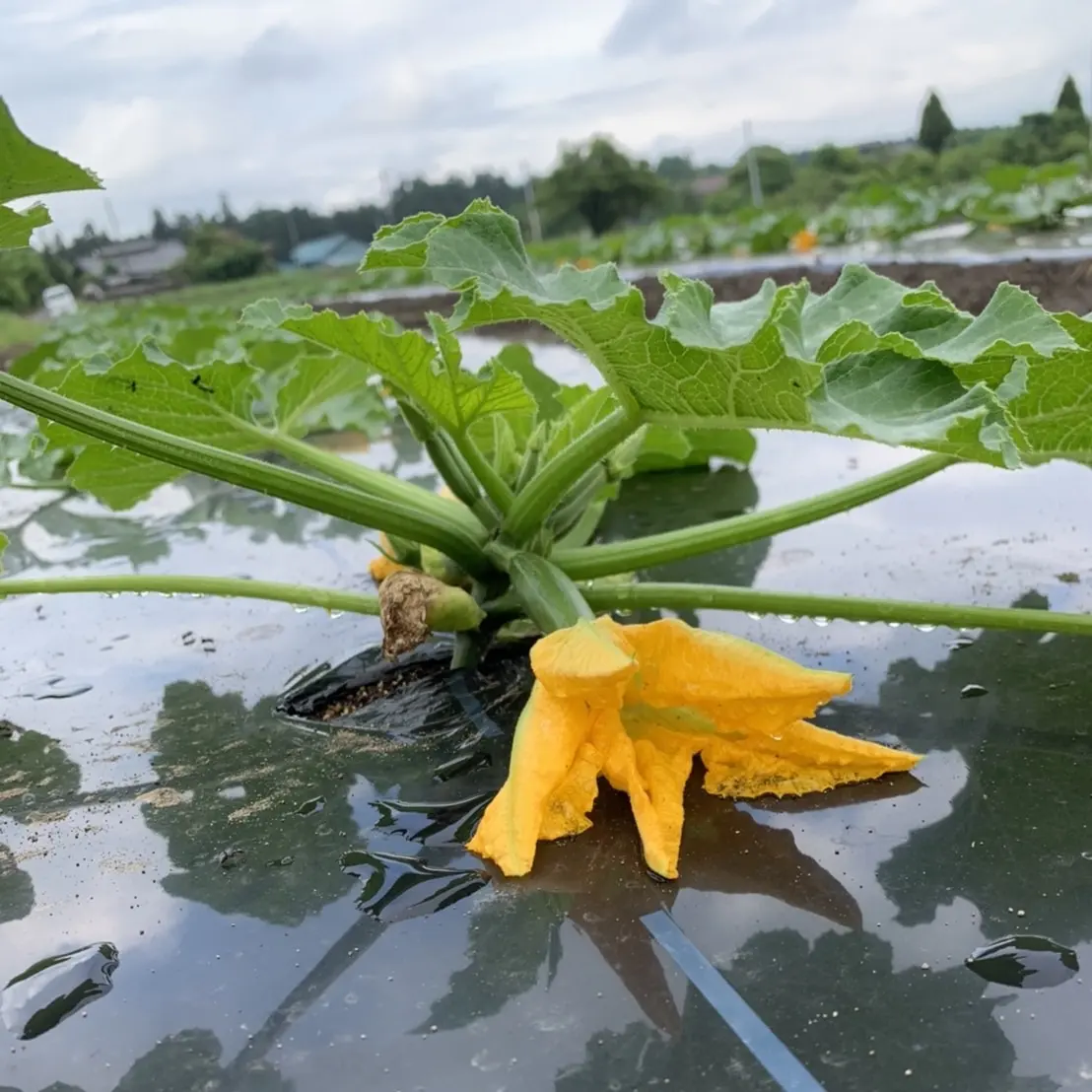 ズッキーニの花