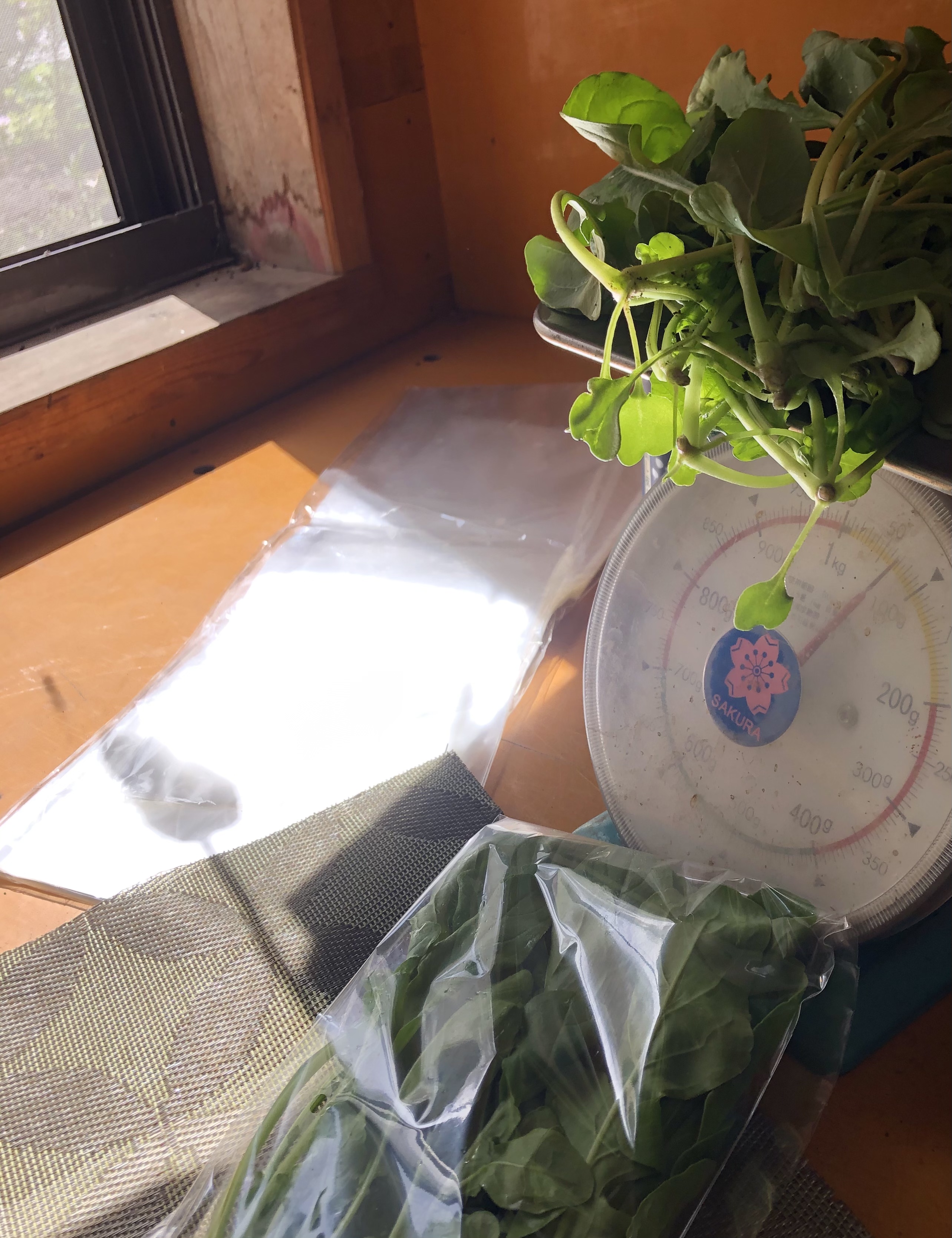 ルッコラ出荷