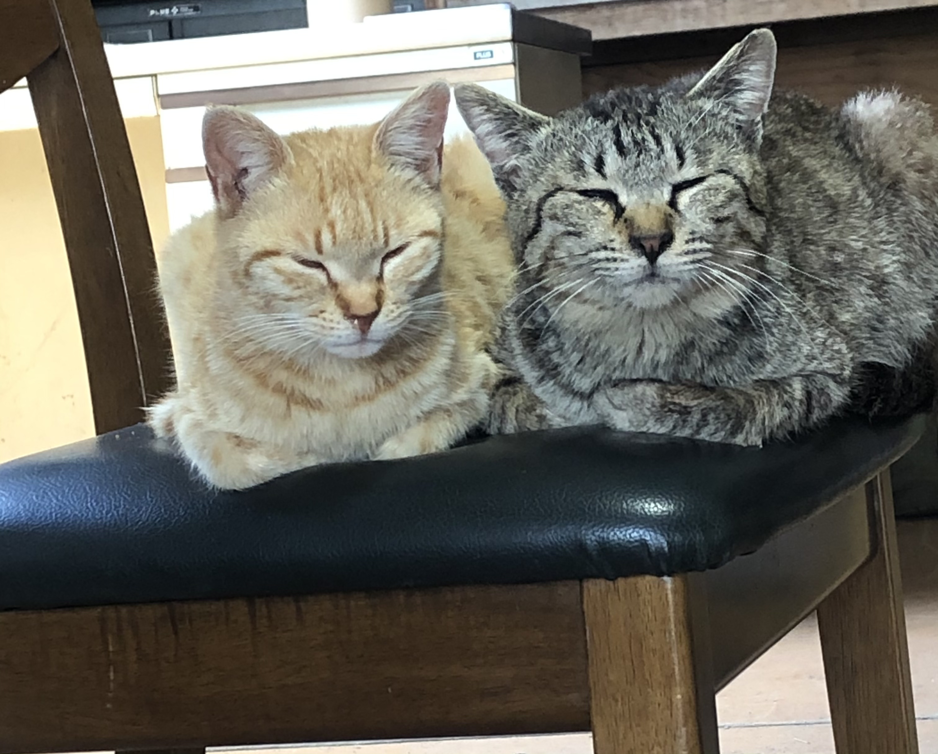 タネまきの日々