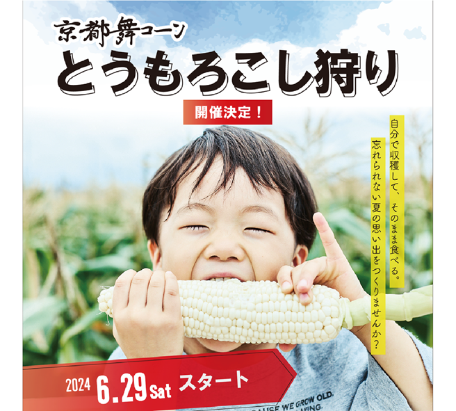 【収穫体験】とうもろこし狩り申込み受付スタート！