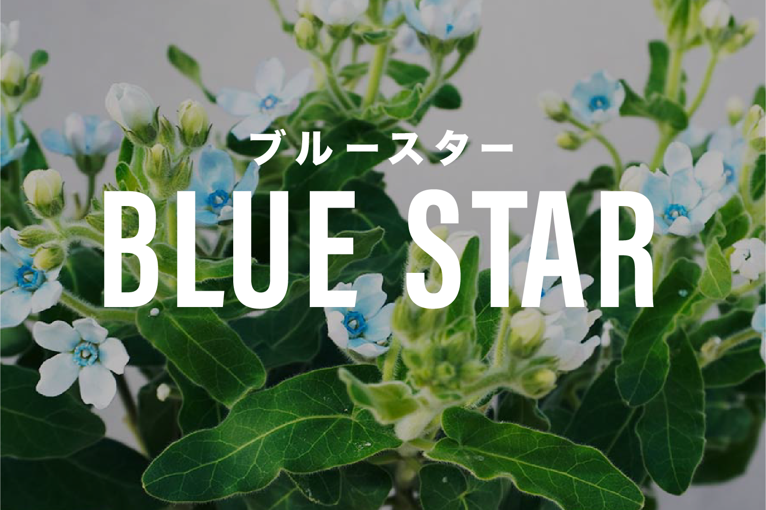 高知県が誇る星の形の花ブルースター