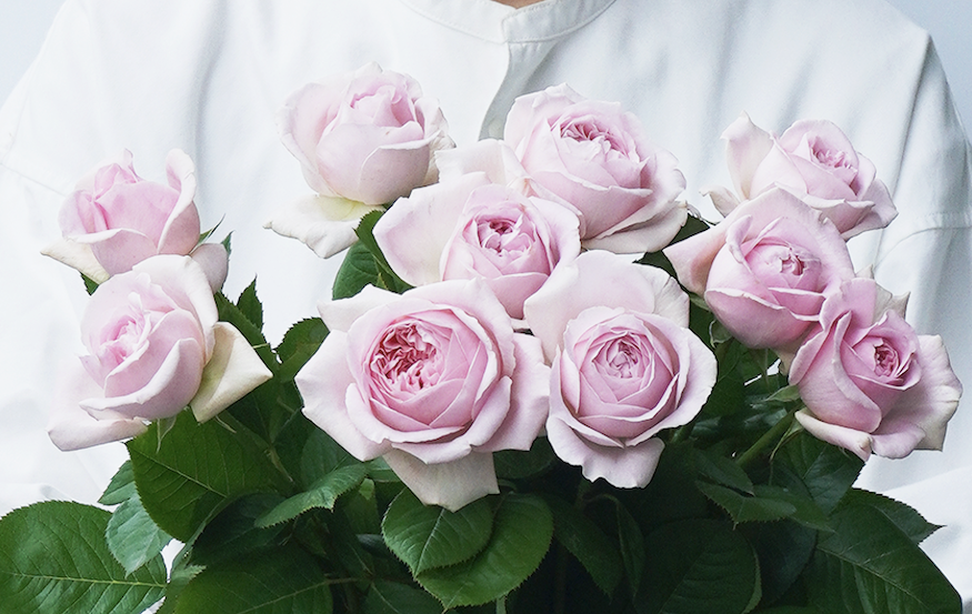 【梶農園のバラ数量限定・希少品種】強香のバラ「メアリーレノックス」と青いバラ「ブルーグラビティ」