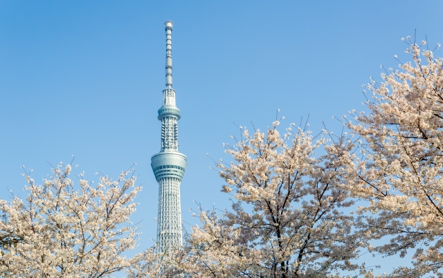 花見写真をデジタル保存で美しく残そう