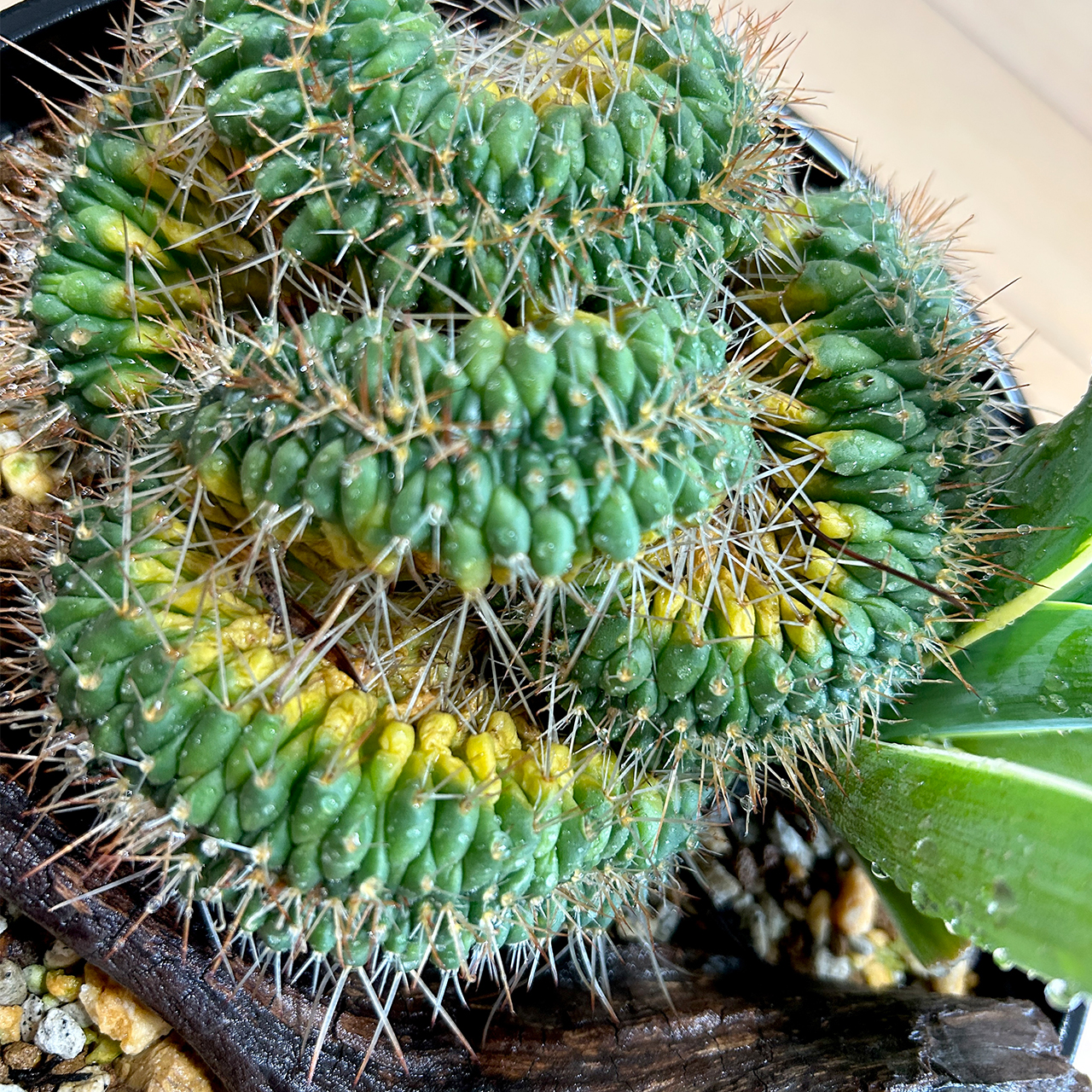 白竜丸とアガベ、育ちすぎて"いかつい"寄せ植えになりました