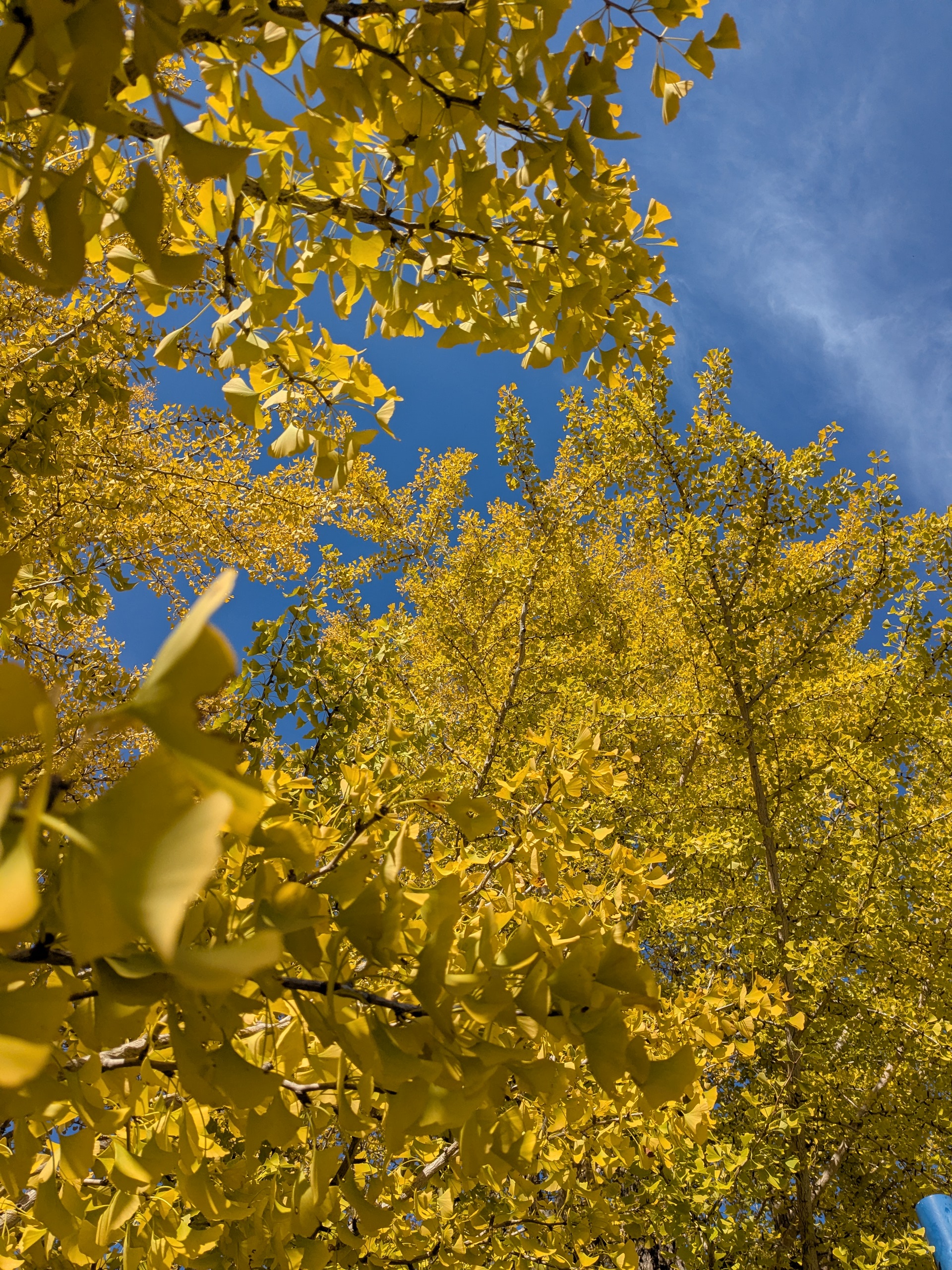 寒くなりまして