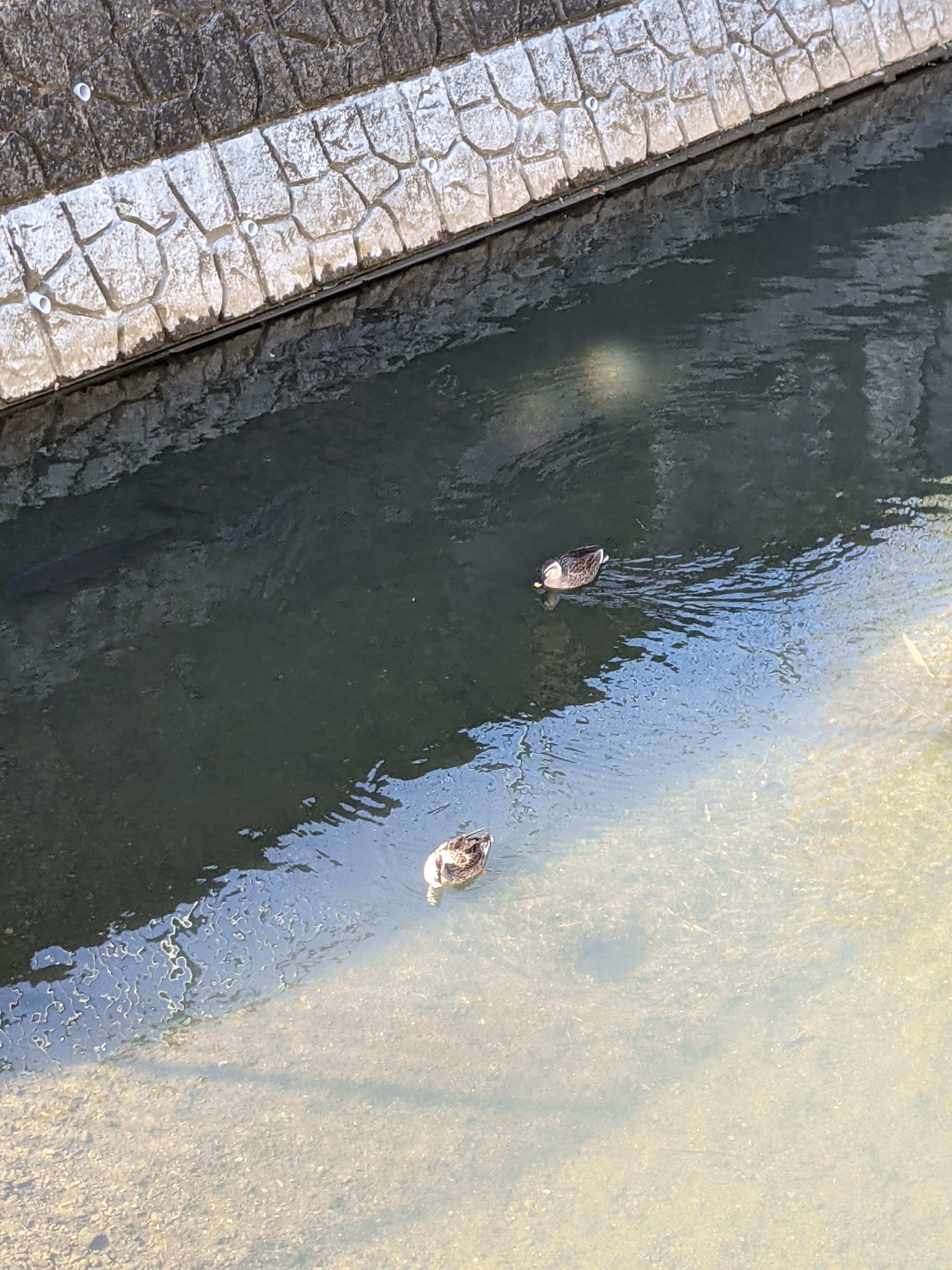 のんびりマイペース