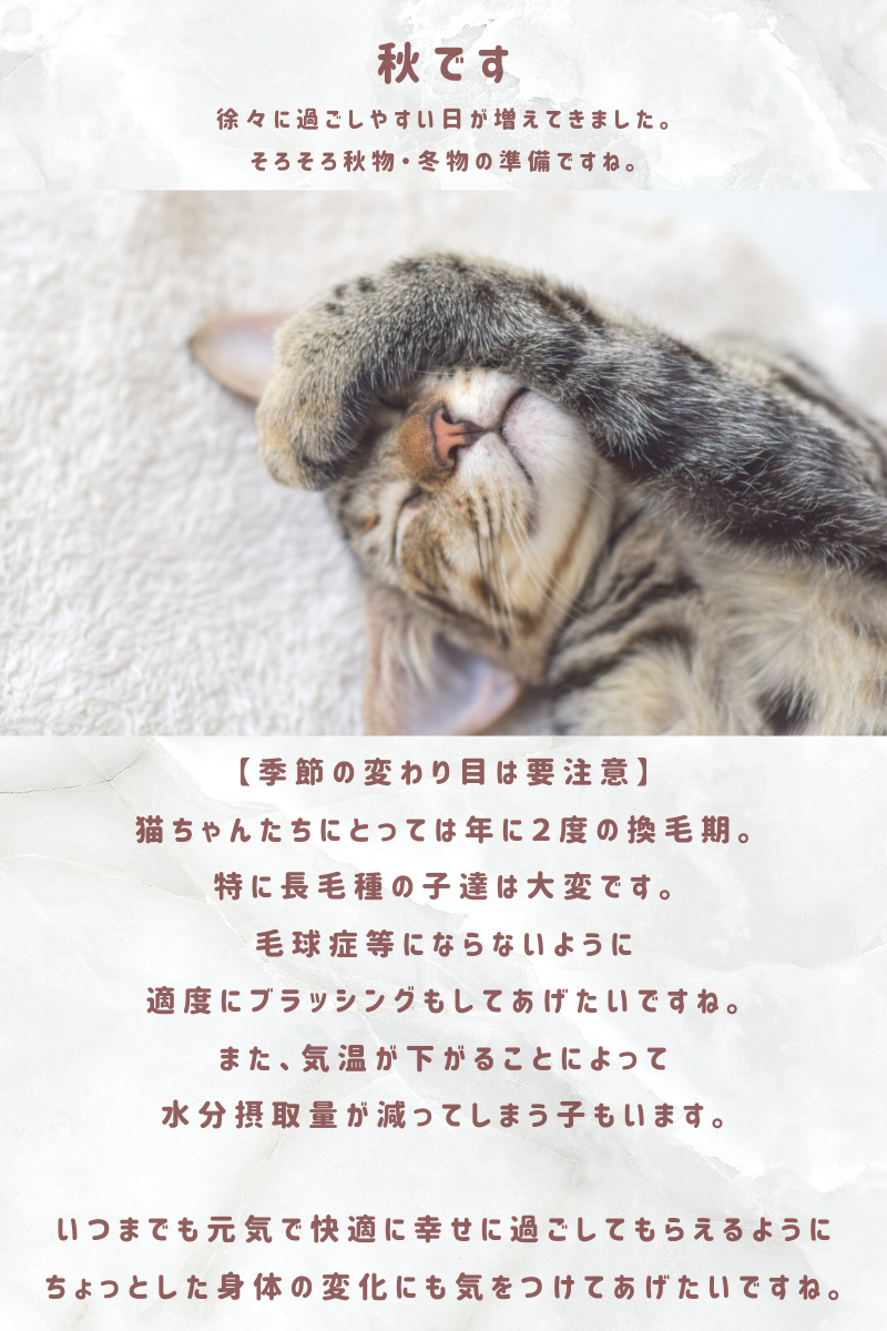 秋です🐾