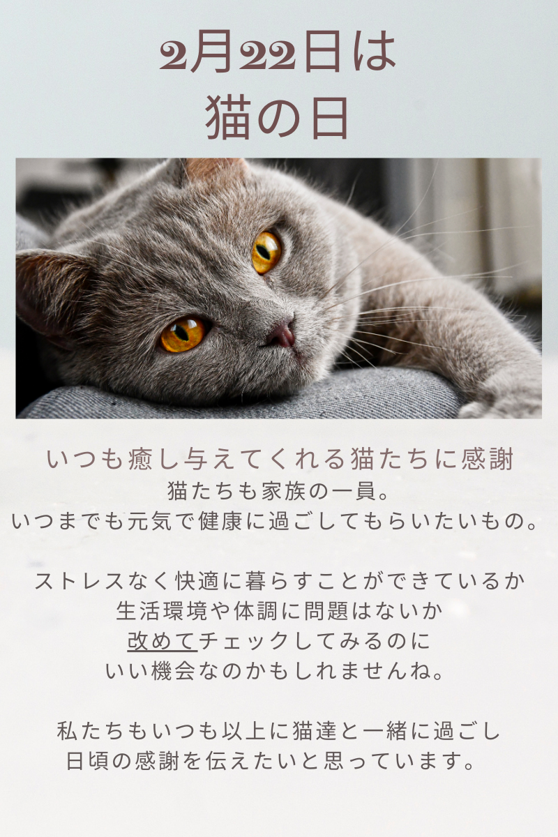 ２月です 🐾２月２２日は猫の日です🐾