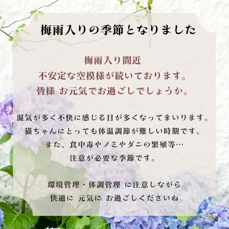 梅雨入りの季節です🐾