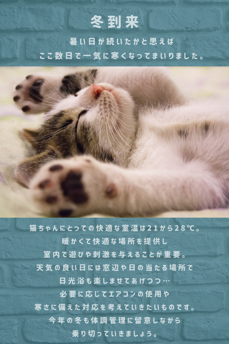 寒くなってまいりました 🐾