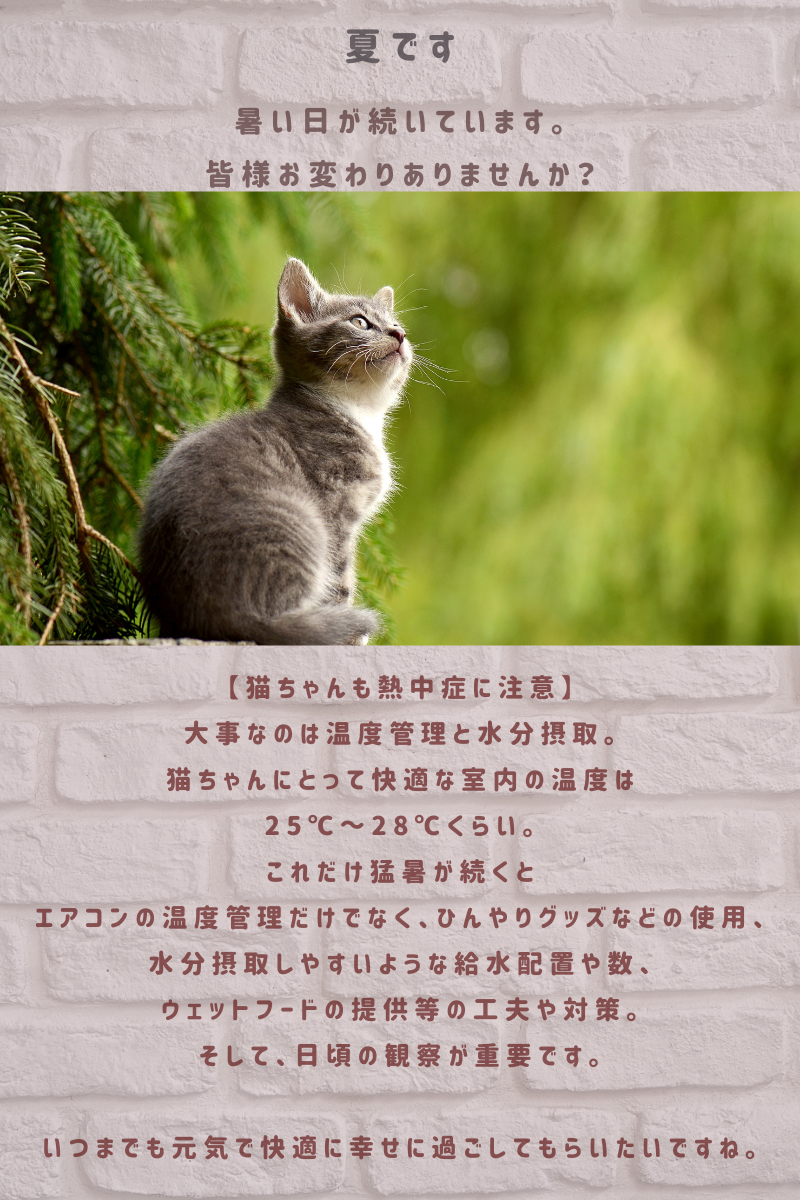 夏です🐾