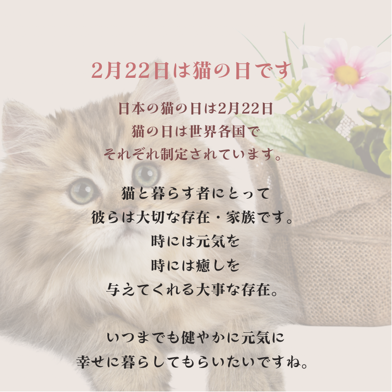 2022.2.22 猫の日です🐾