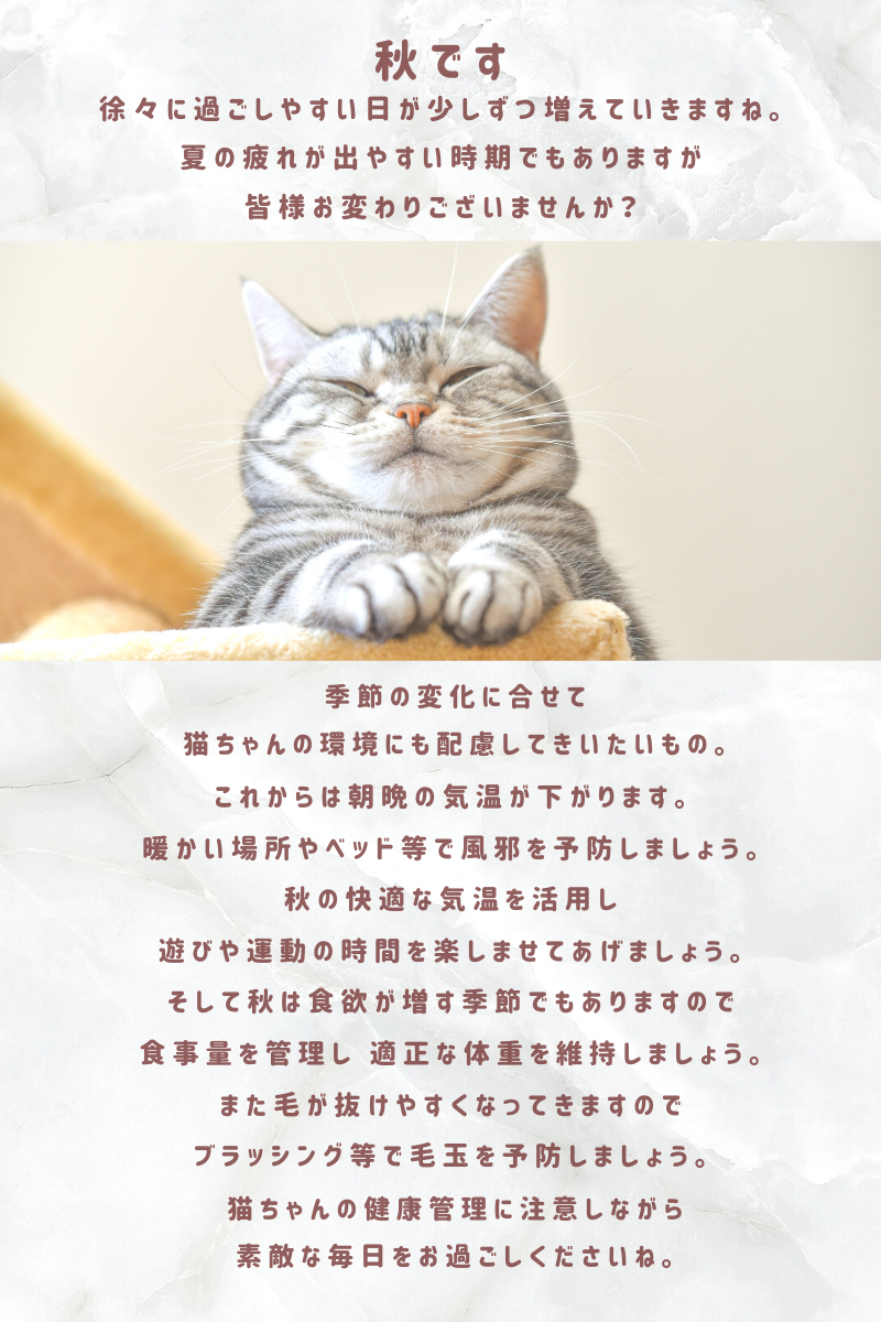 秋です