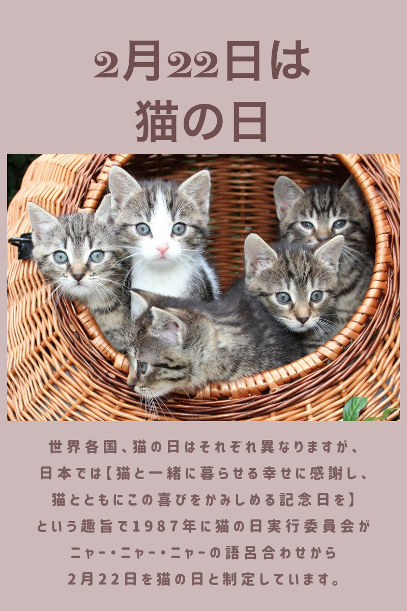 2月22日は猫の日です🐾