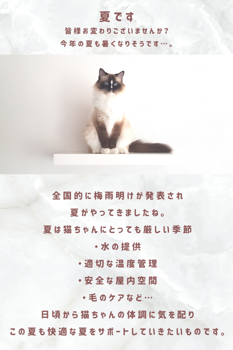 夏です