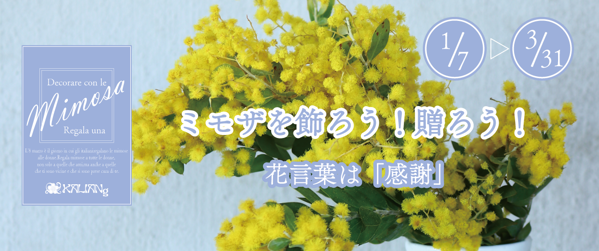 ミモザのこと①「みんな大好き！ミモザの季節がやってきました！」