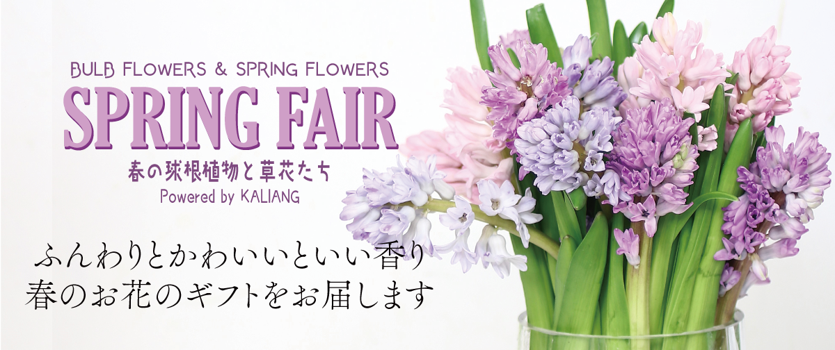 早春の花ざかり「スプリングフラワーフェア」かわいい球根植物と草花たち～スイトピー編