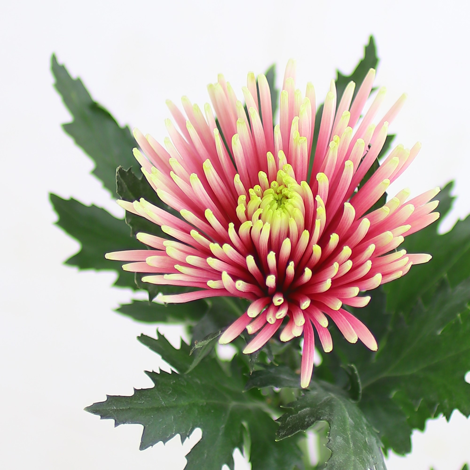 秋は美しくおいしい季節です。9月の花贈り「菊の節句の花贈り」重陽の節句と菊の花について