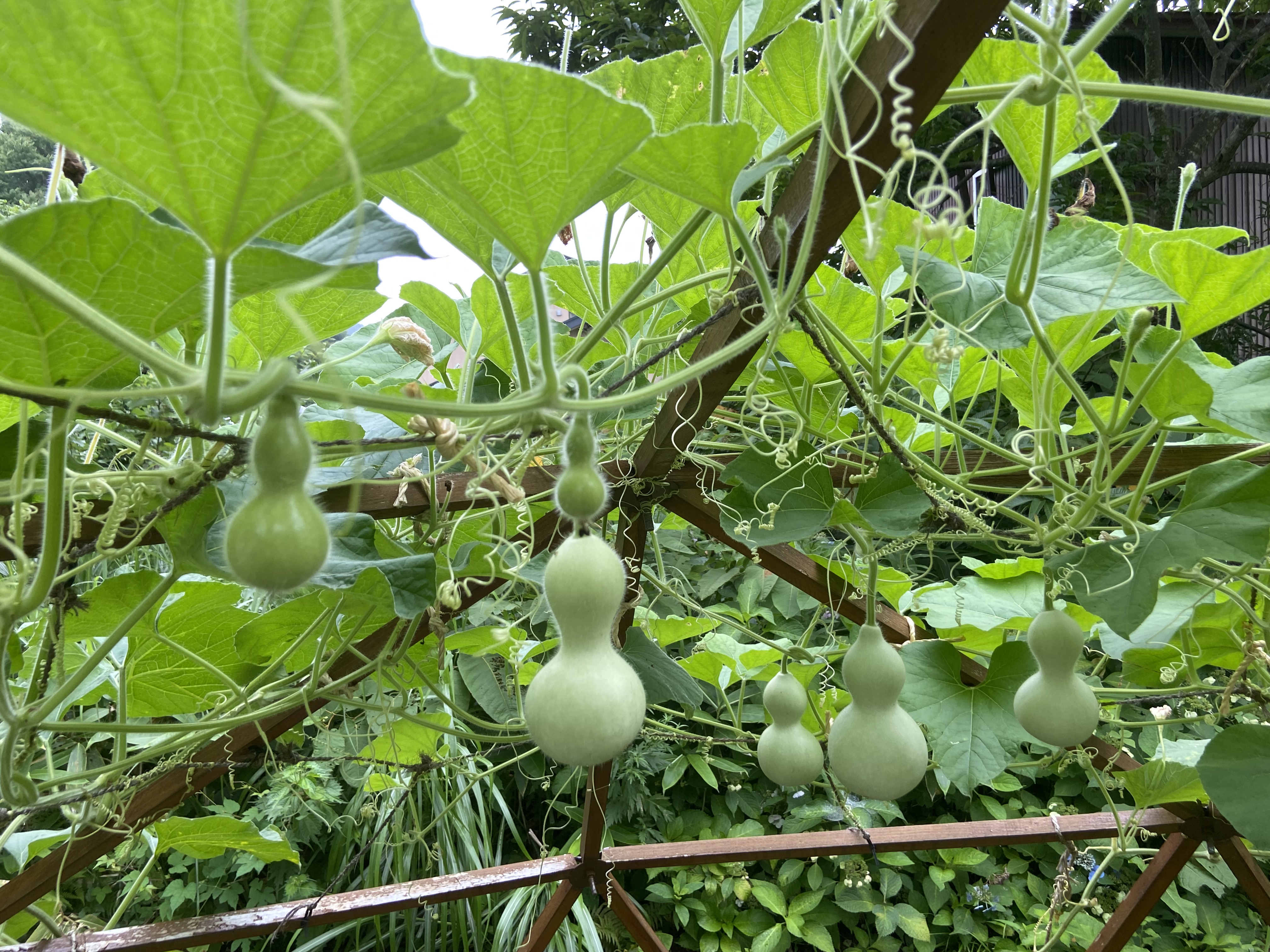 もうすぐ収穫を迎えます。