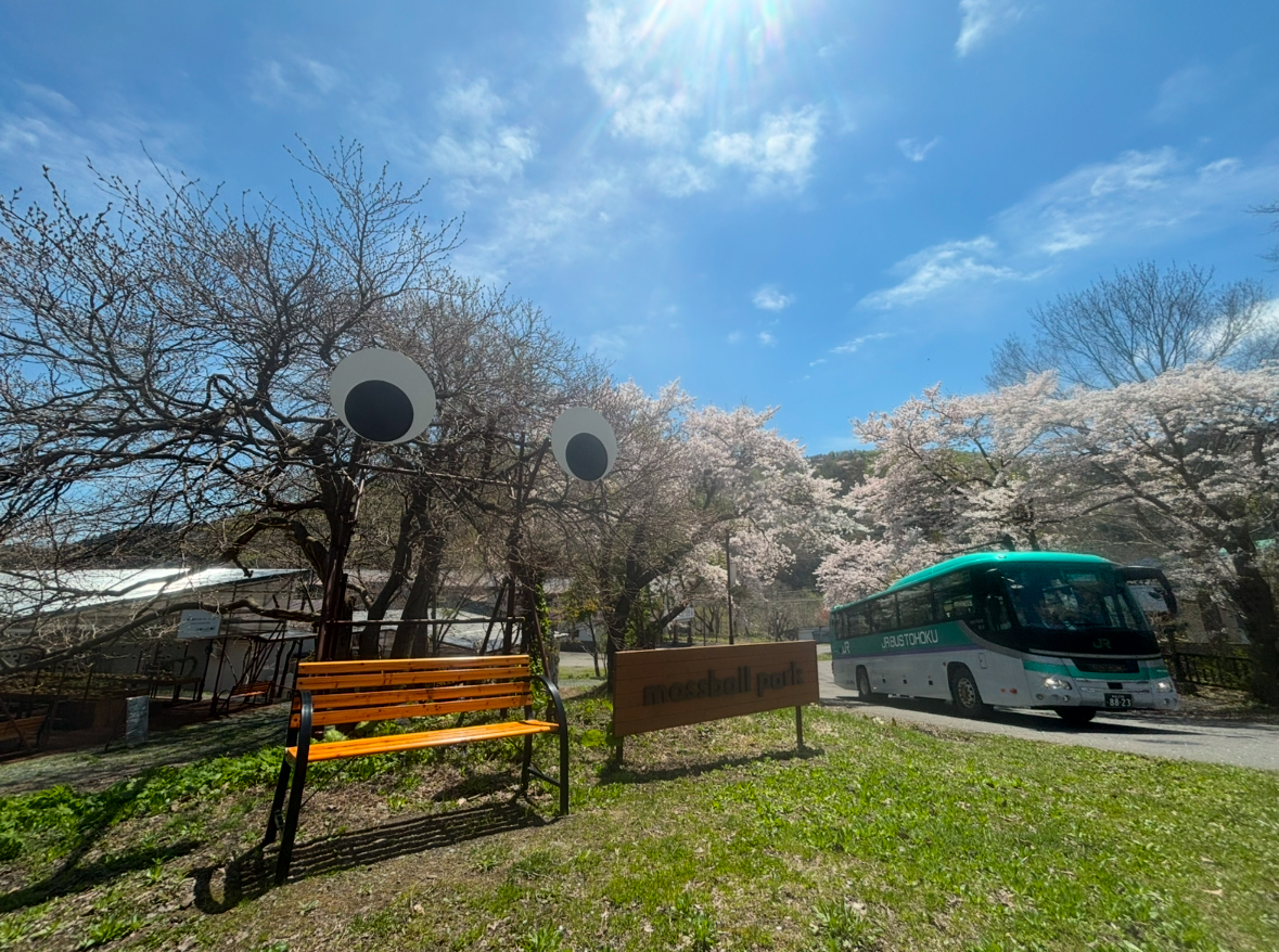 【奥入瀬モスボールパーク】山桜が満開になりました。