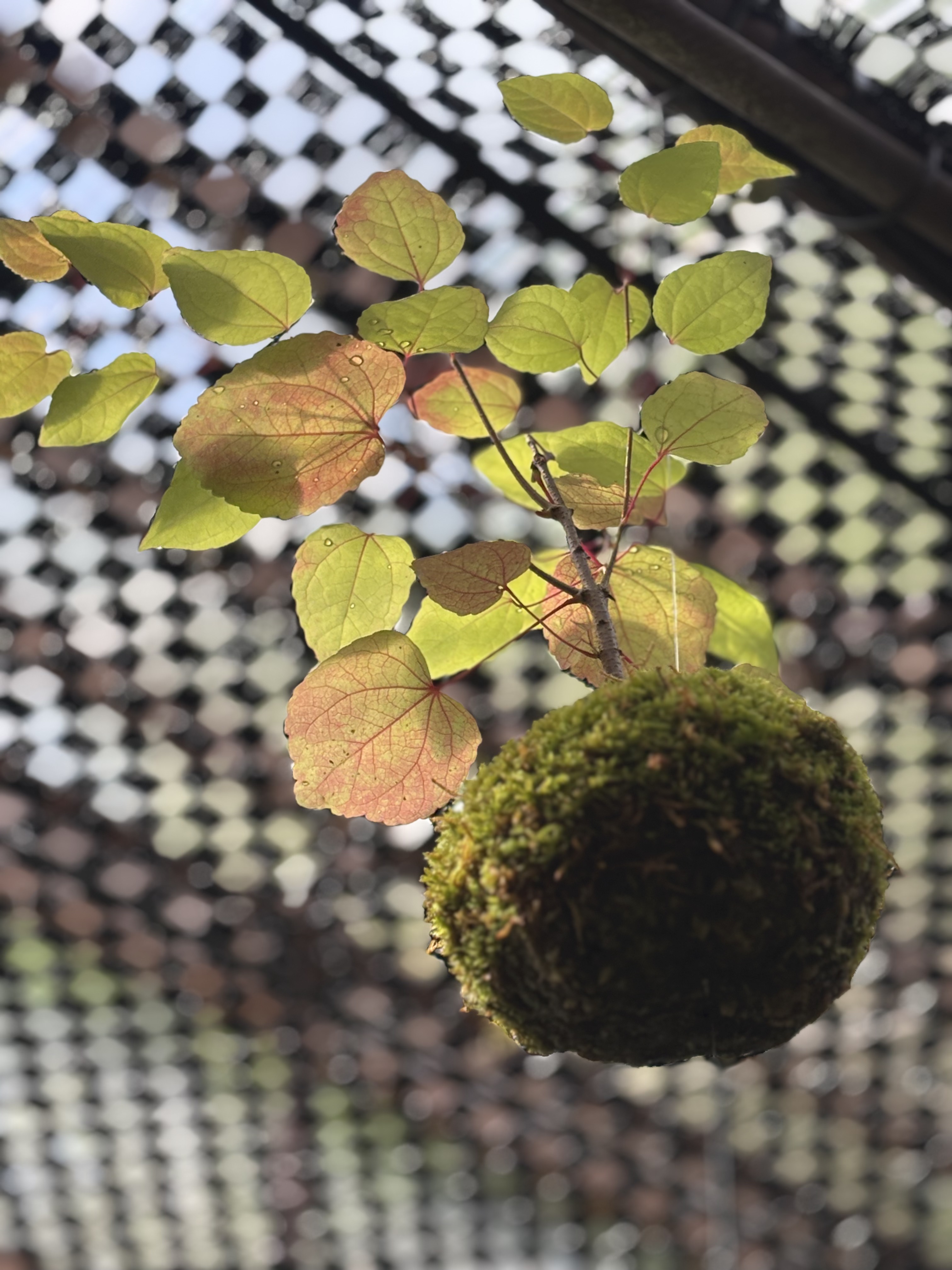 【奥入瀬モスボールパーク】紅葉し始めました。