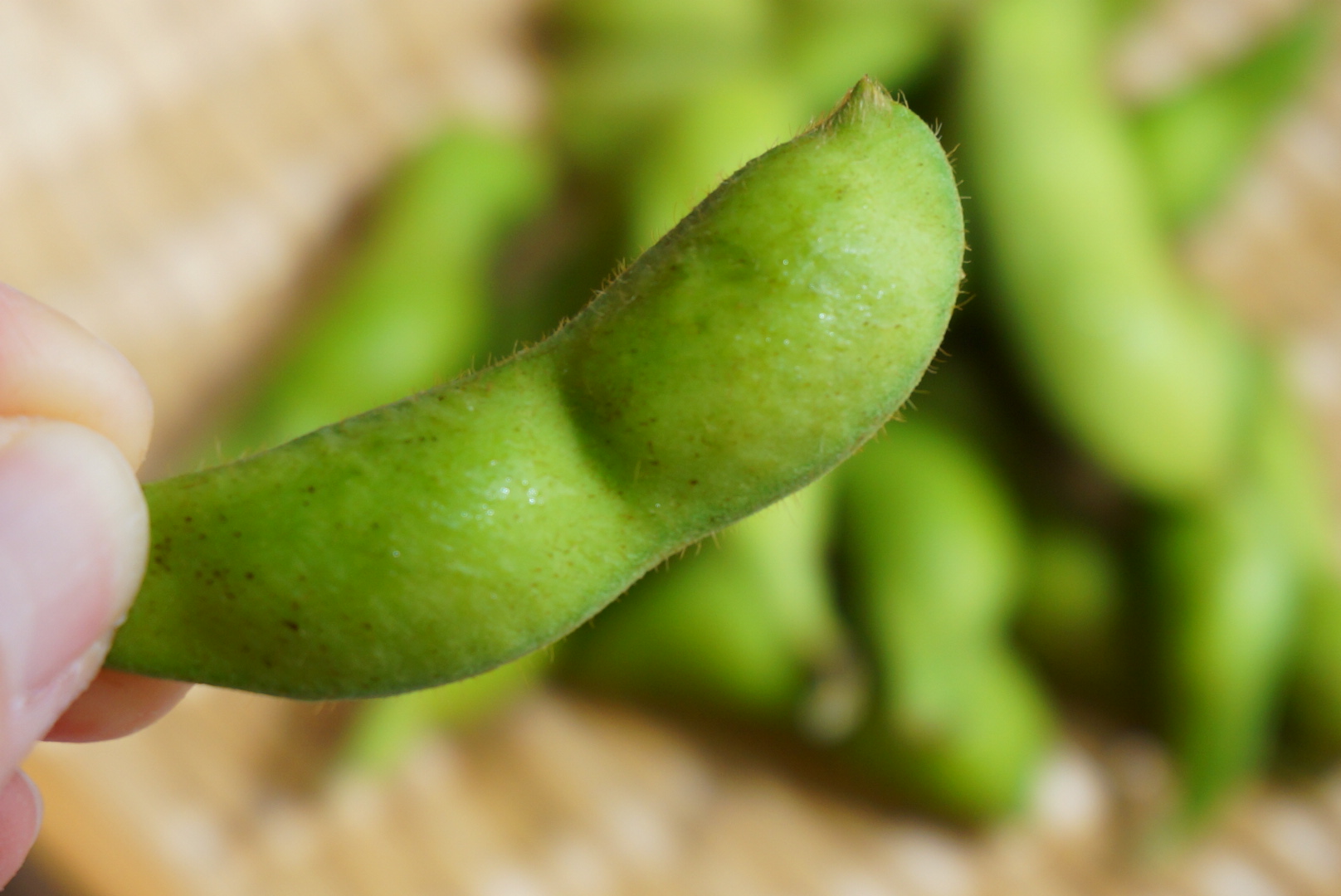 実は緑黄色野菜！？「枝豆」のお話