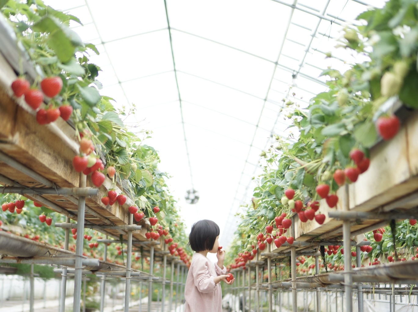 ◆2025年 苺狩り開催のお知らせ◆