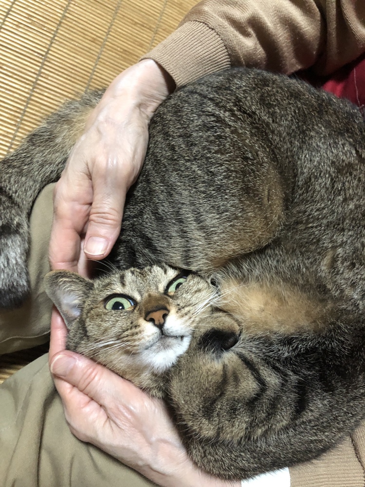 猫は笑う