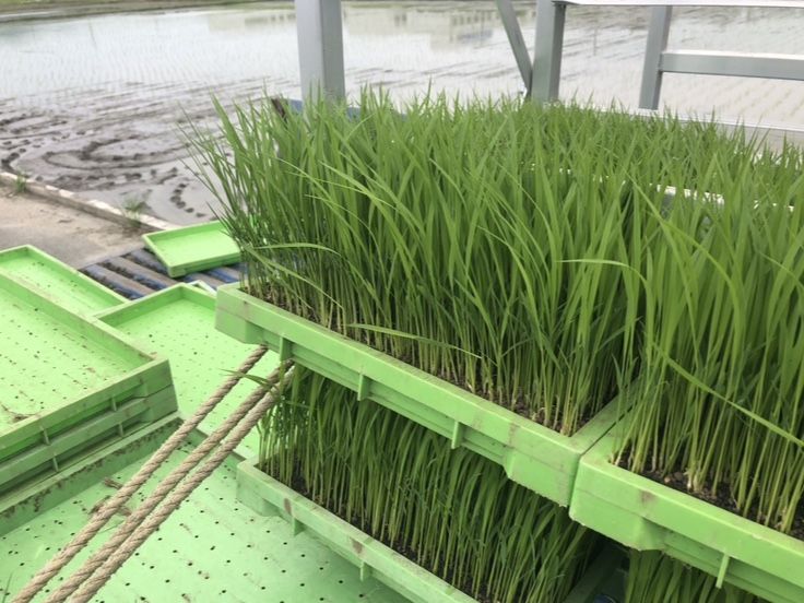 田植え！