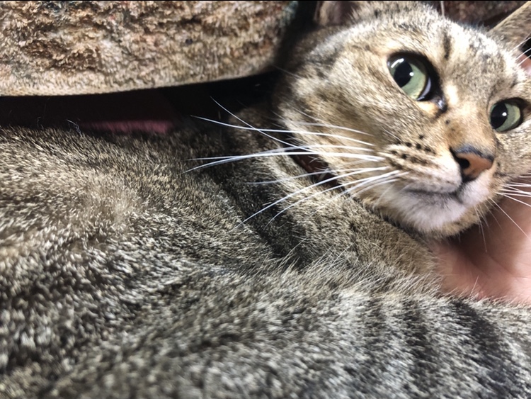 エンドレス猫休憩