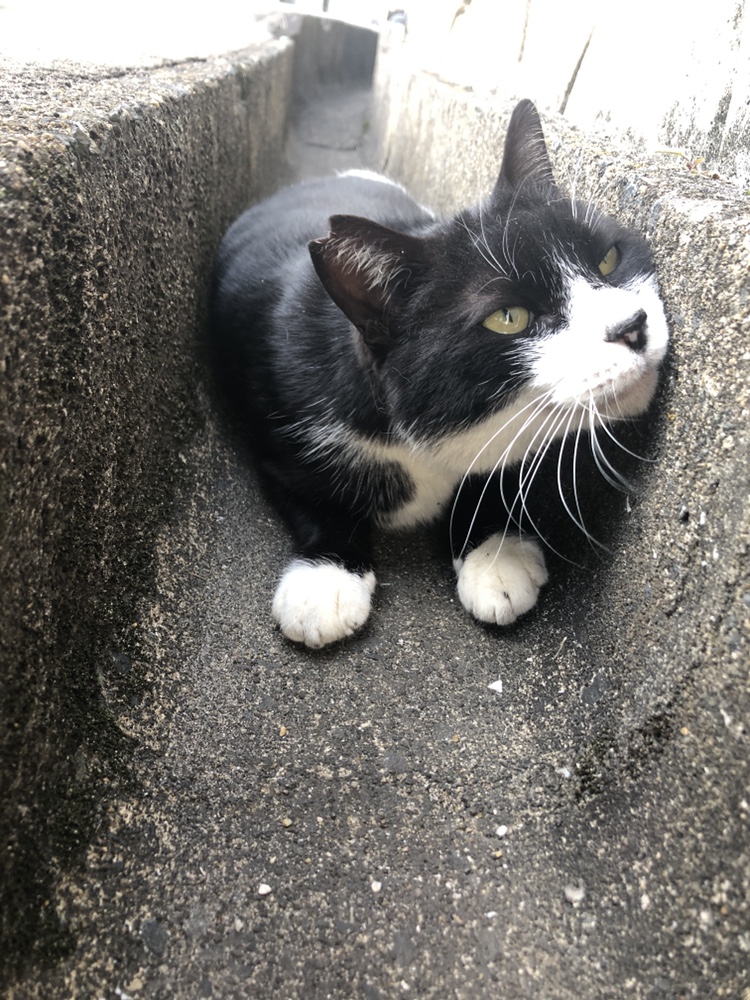 お猫様