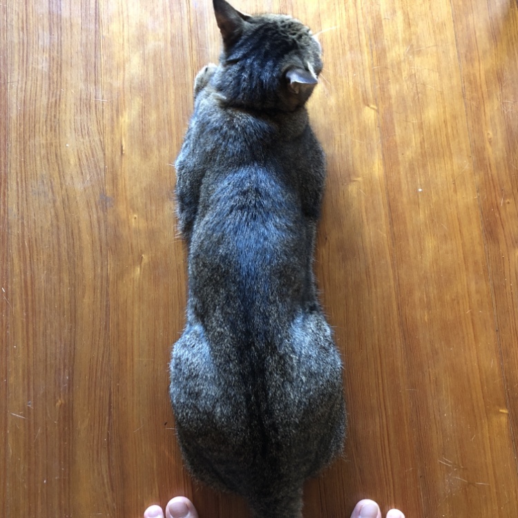 猫の下僕